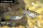 poecilia caucana poecilia caucana