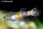 poecilia picta poecilia picta