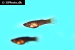 poecilia picta poecilia picta