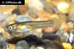 poecilia picta poecilia picta