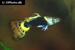 poecilia reticulata poecilia reticulata