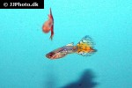 poecilia reticulata poecilia reticulata