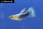 poecilia reticulata poecilia reticulata