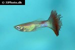 poecilia reticulata poecilia reticulata