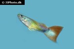 poecilia reticulata poecilia reticulata