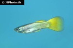 poecilia reticulata poecilia reticulata