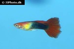 poecilia reticulata poecilia reticulata
