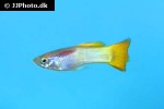 poecilia reticulata poecilia reticulata