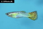 poecilia reticulata poecilia reticulata