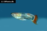 poecilia reticulata poecilia reticulata