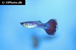 poecilia reticulata poecilia reticulata