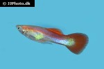 poecilia reticulata poecilia reticulata