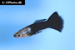 poecilia reticulata poecilia reticulata