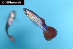 poecilia reticulata poecilia reticulata