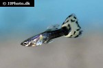 poecilia reticulata poecilia reticulata