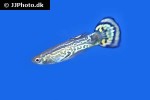 poecilia reticulata poecilia reticulata
