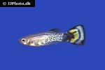 poecilia reticulata poecilia reticulata