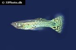 poecilia reticulata poecilia reticulata