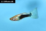 poecilia reticulata poecilia reticulata