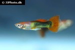 poecilia reticulata poecilia reticulata