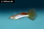 poecilia reticulata poecilia reticulata