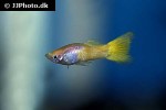 poecilia reticulata poecilia reticulata