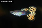 poecilia reticulata poecilia reticulata