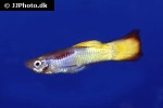 poecilia reticulata poecilia reticulata