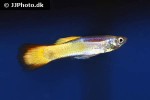 poecilia reticulata poecilia reticulata