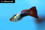 poecilia reticulata poecilia reticulata