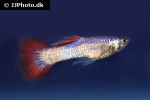 poecilia reticulata poecilia reticulata