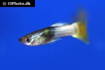 poecilia reticulata poecilia reticulata