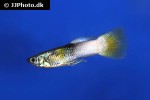 poecilia reticulata poecilia reticulata