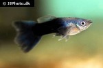 poecilia reticulata poecilia reticulata