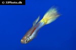 poecilia reticulata poecilia reticulata