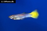 poecilia reticulata poecilia reticulata
