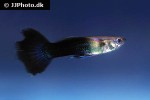 poecilia reticulata poecilia reticulata