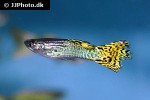 poecilia reticulata poecilia reticulata