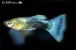 poecilia reticulata poecilia reticulata