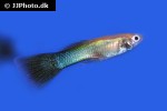 poecilia reticulata poecilia reticulata
