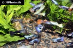 poecilia reticulata poecilia reticulata