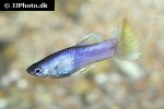 poecilia reticulata poecilia reticulata