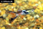poecilia reticulata poecilia reticulata