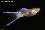 poecilia reticulata poecilia reticulata