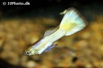 poecilia reticulata poecilia reticulata