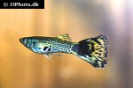 poecilia reticulata poecilia reticulata