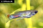 poecilia reticulata poecilia reticulata