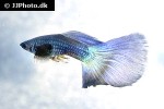 poecilia reticulata poecilia reticulata