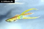 poecilia reticulata poecilia reticulata