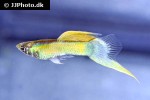 poecilia reticulata poecilia reticulata